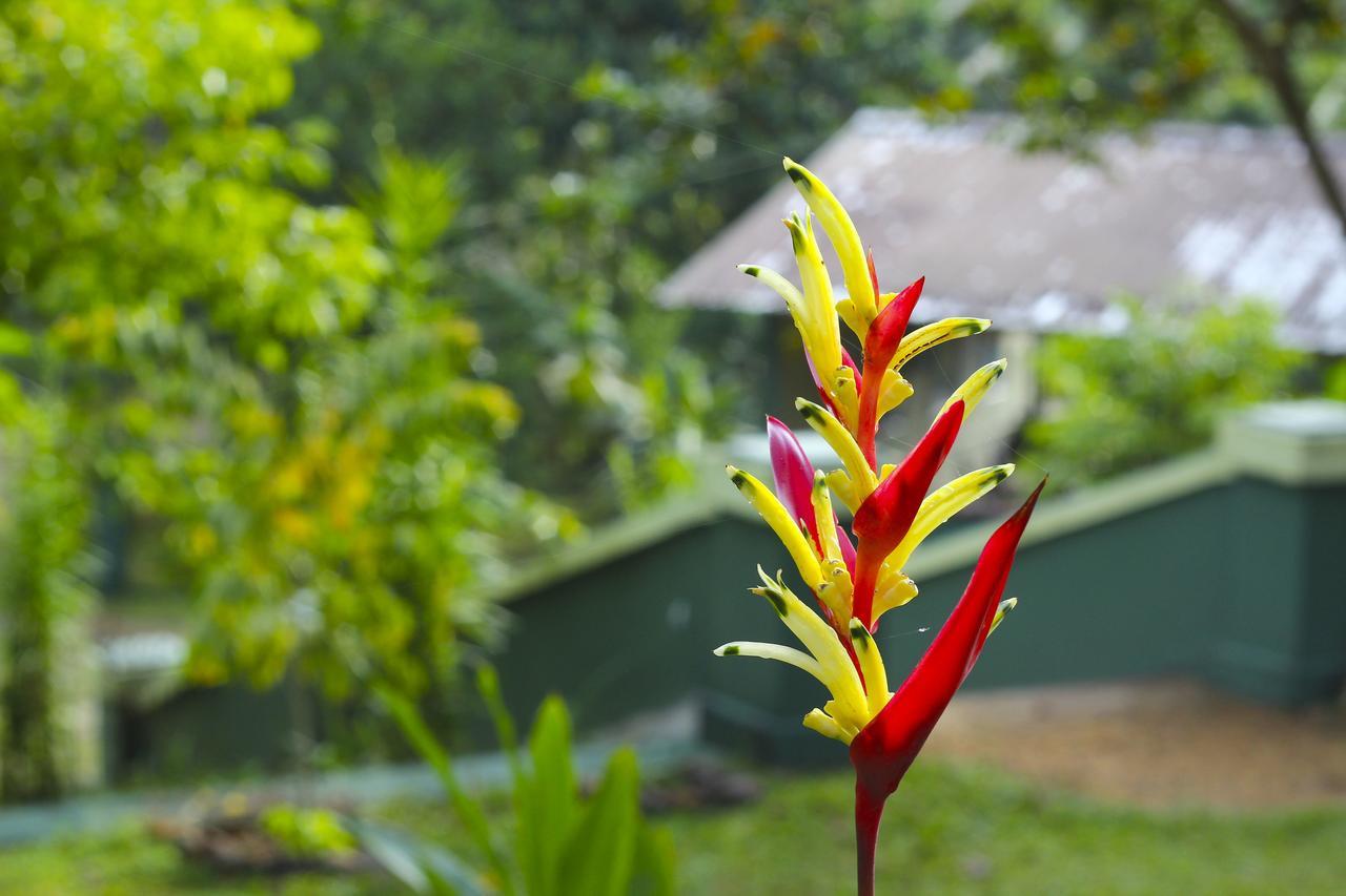 Blue Magpie Lodge Sinharaja Kudawe Esterno foto